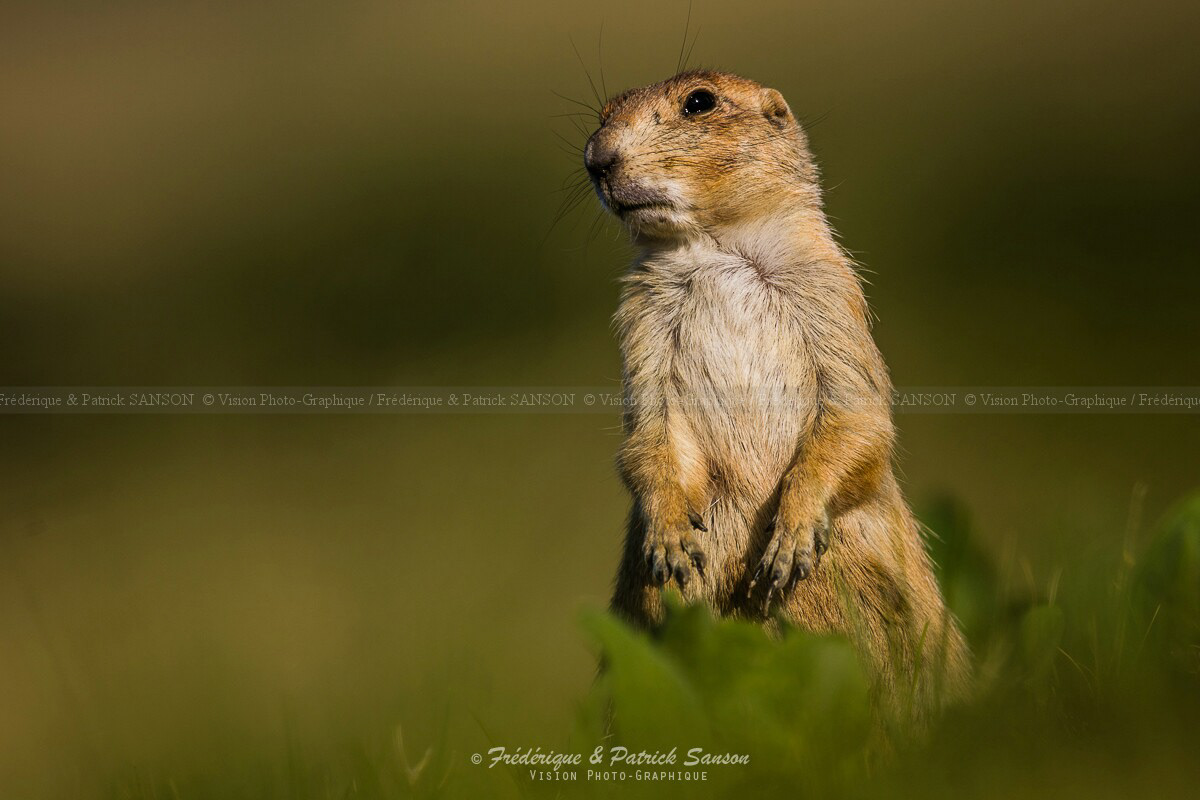 Chien de Prairie, Custer