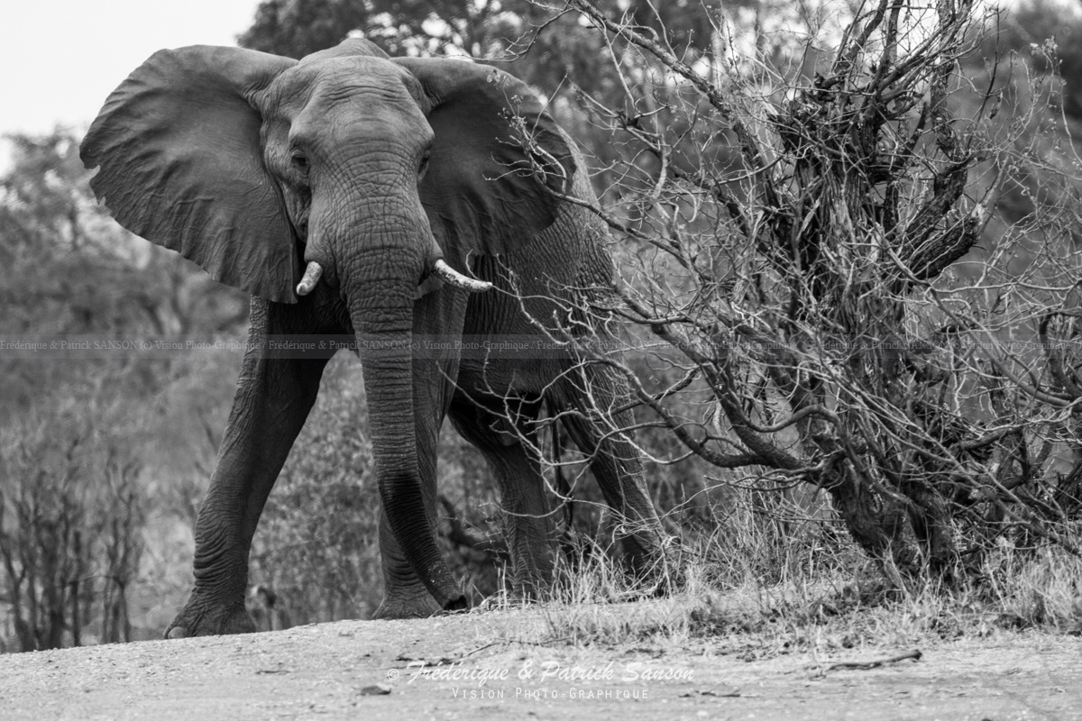 Elephant, Kruger