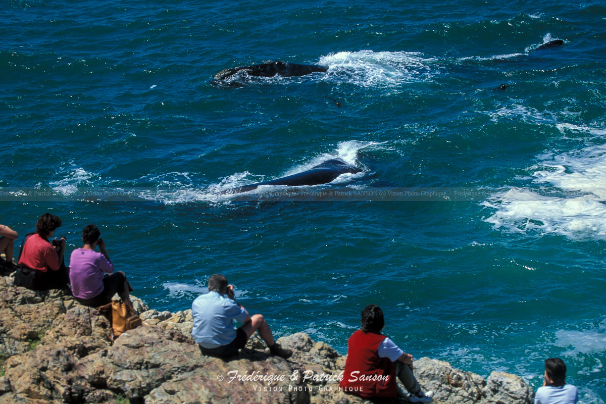 Baleines, Hermanus