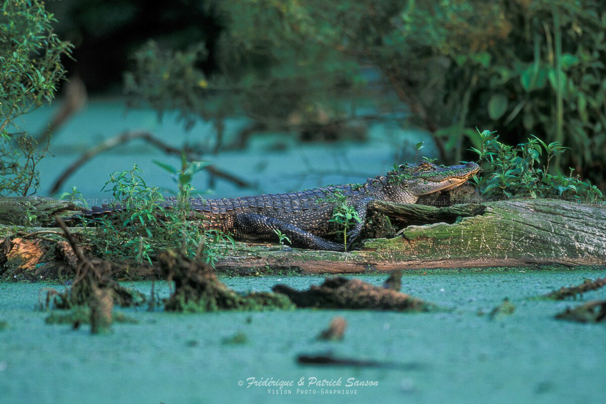 Alligator, Atchafalaya