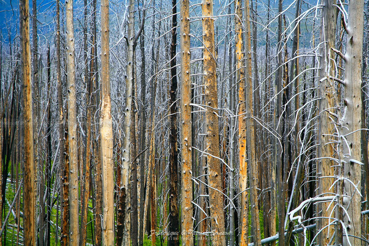 Yellowstone