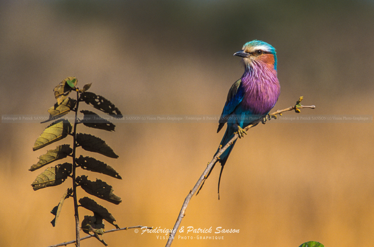 Roller, Kalahari