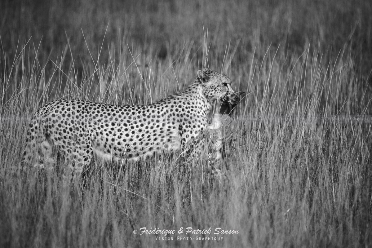 Guépard et sa Proie, Serengeti