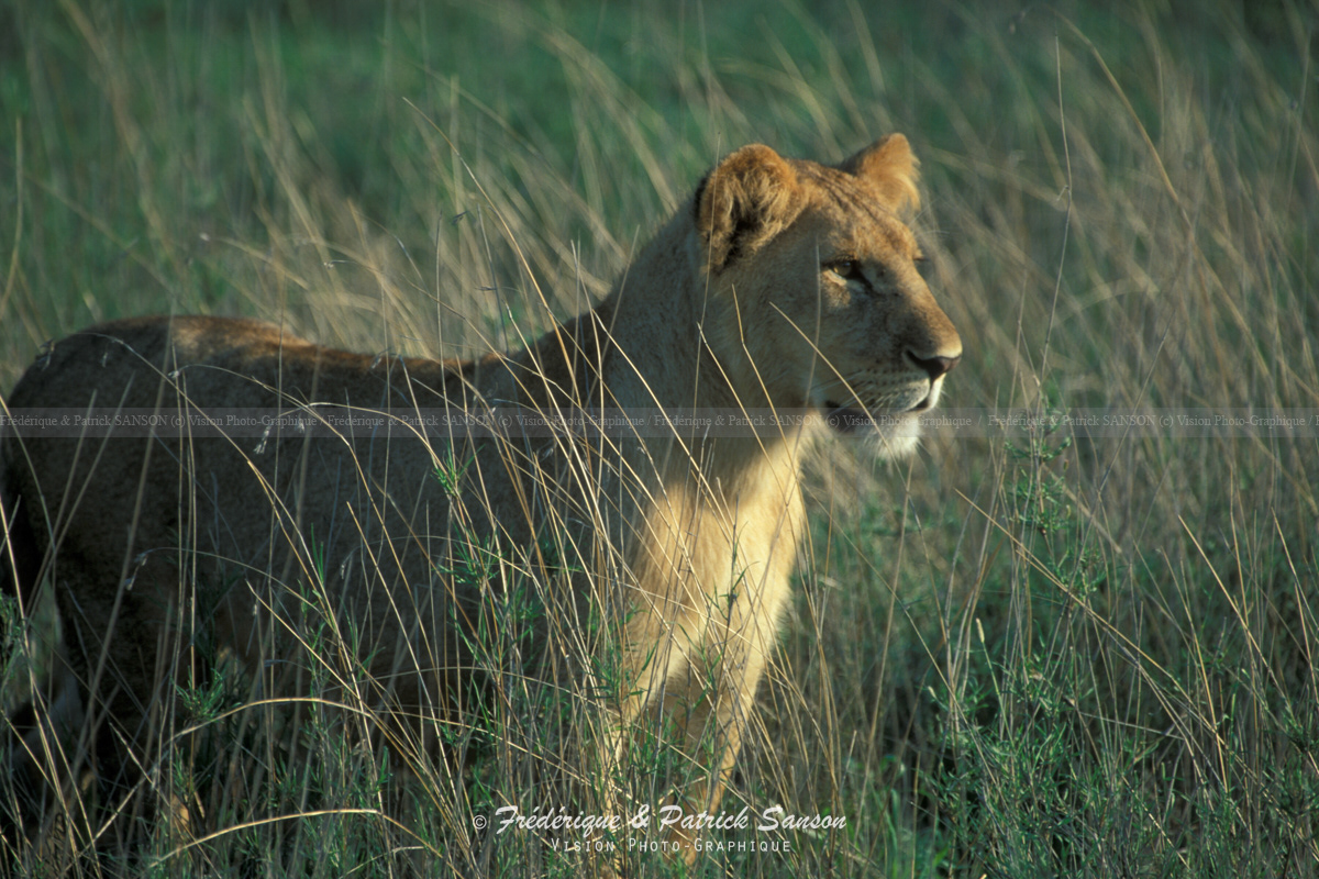 Lionceau, Serengeti
