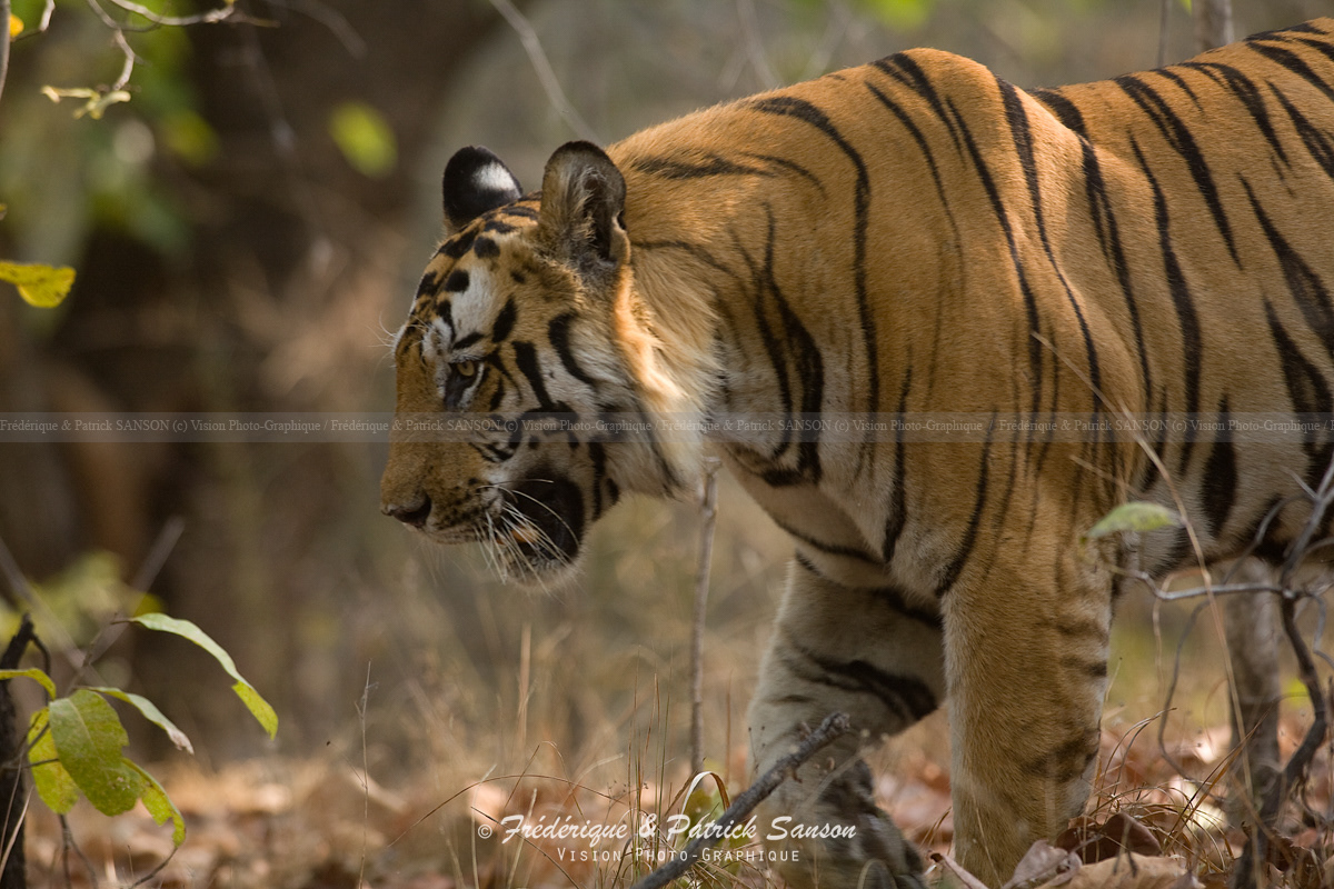 Tigre, Bandhavgarh