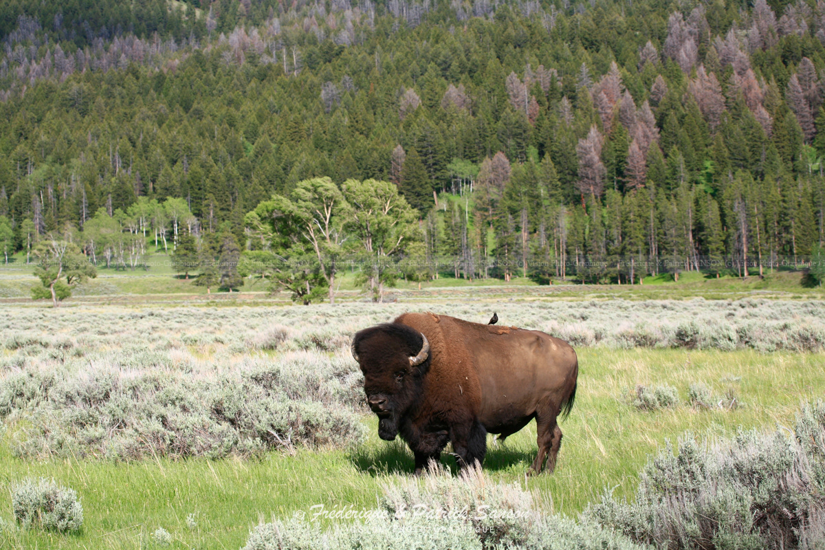 Bison, Yellowstone