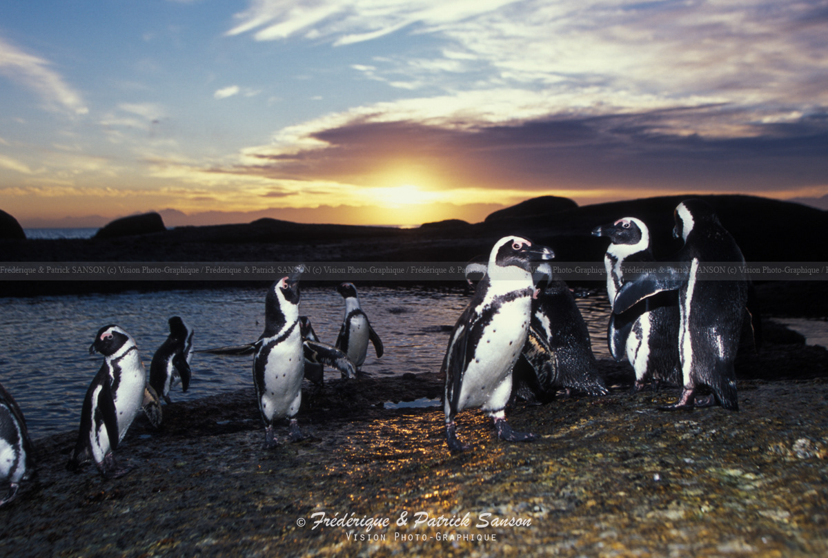 Manchot du Cap, Simon-Town