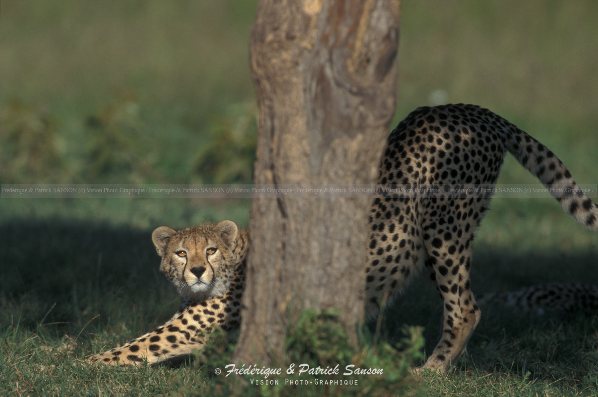 Guépard, Serengeti