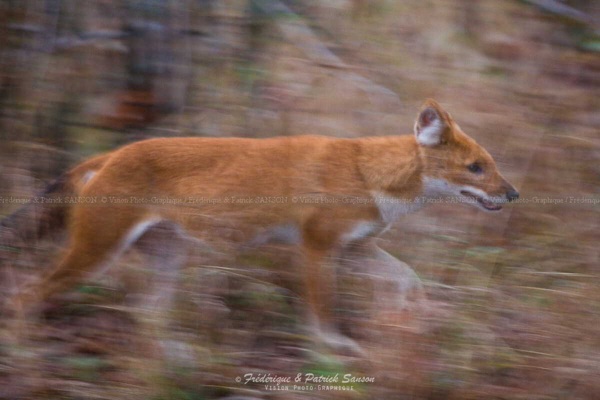 Dhole, Kanha