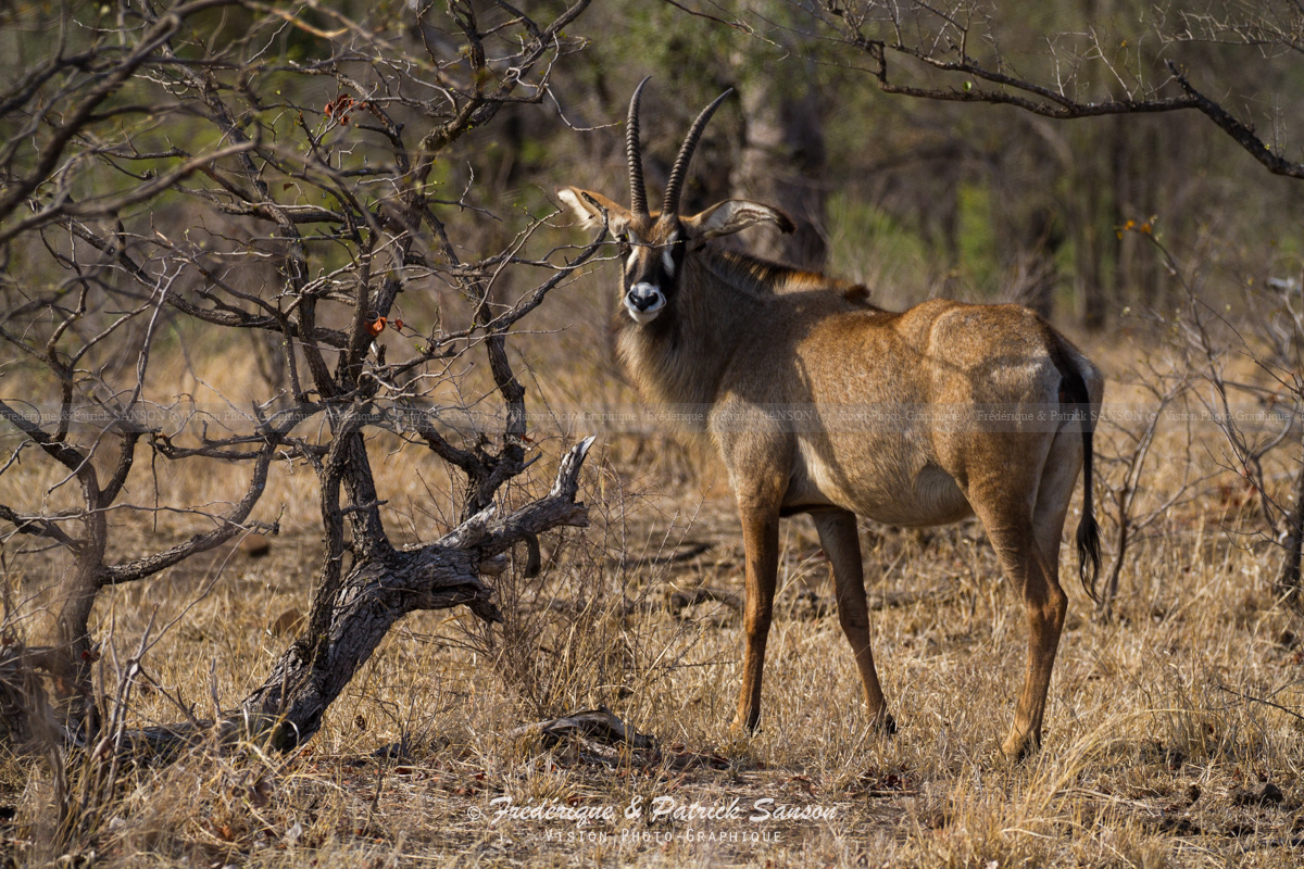 Antilope Roan, Kruger