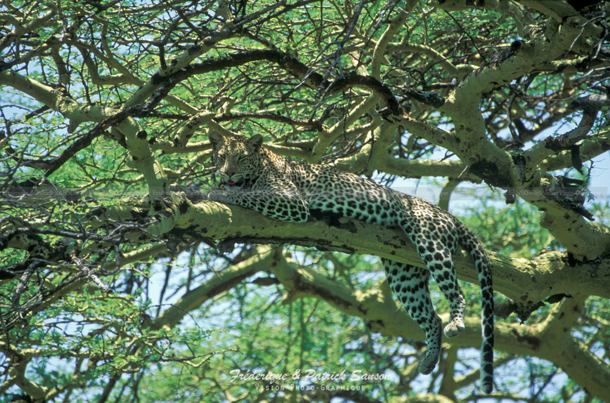 Léopard, Serengeti