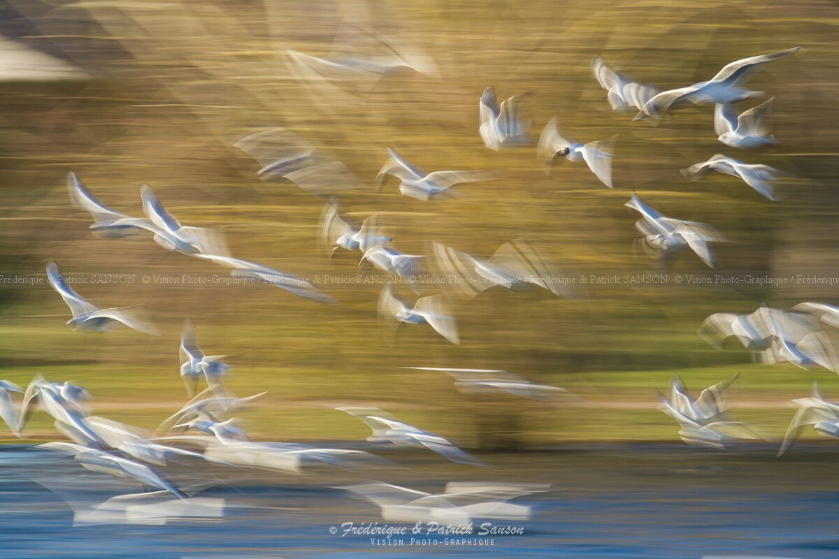 Mouettes, Normandie