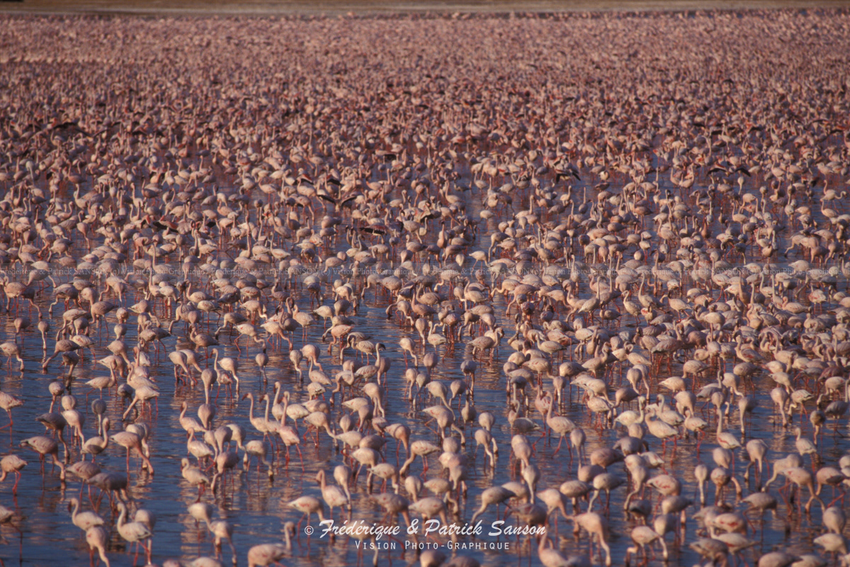 Flamants Roses, Kenya