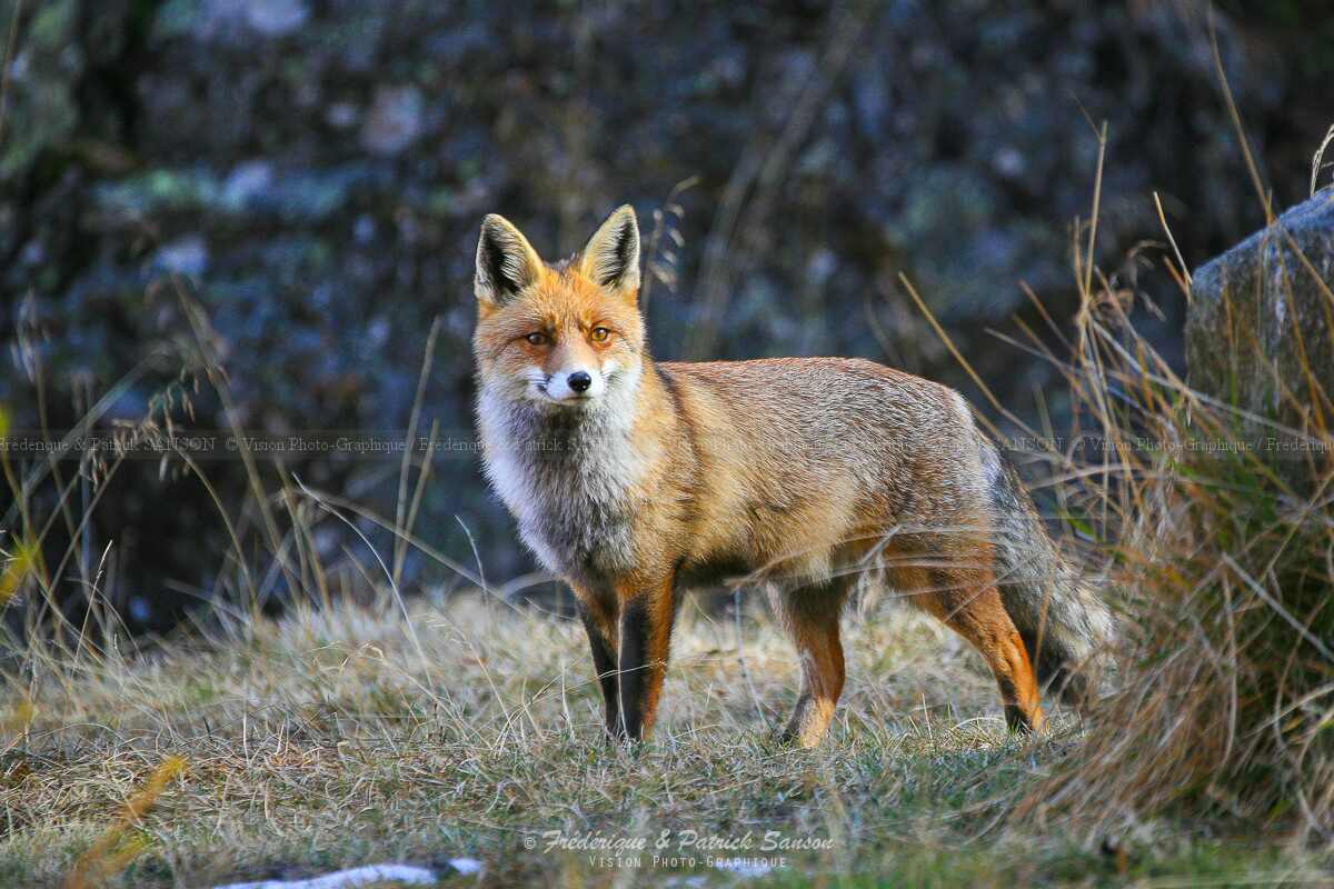 Renard, Grand Paradis