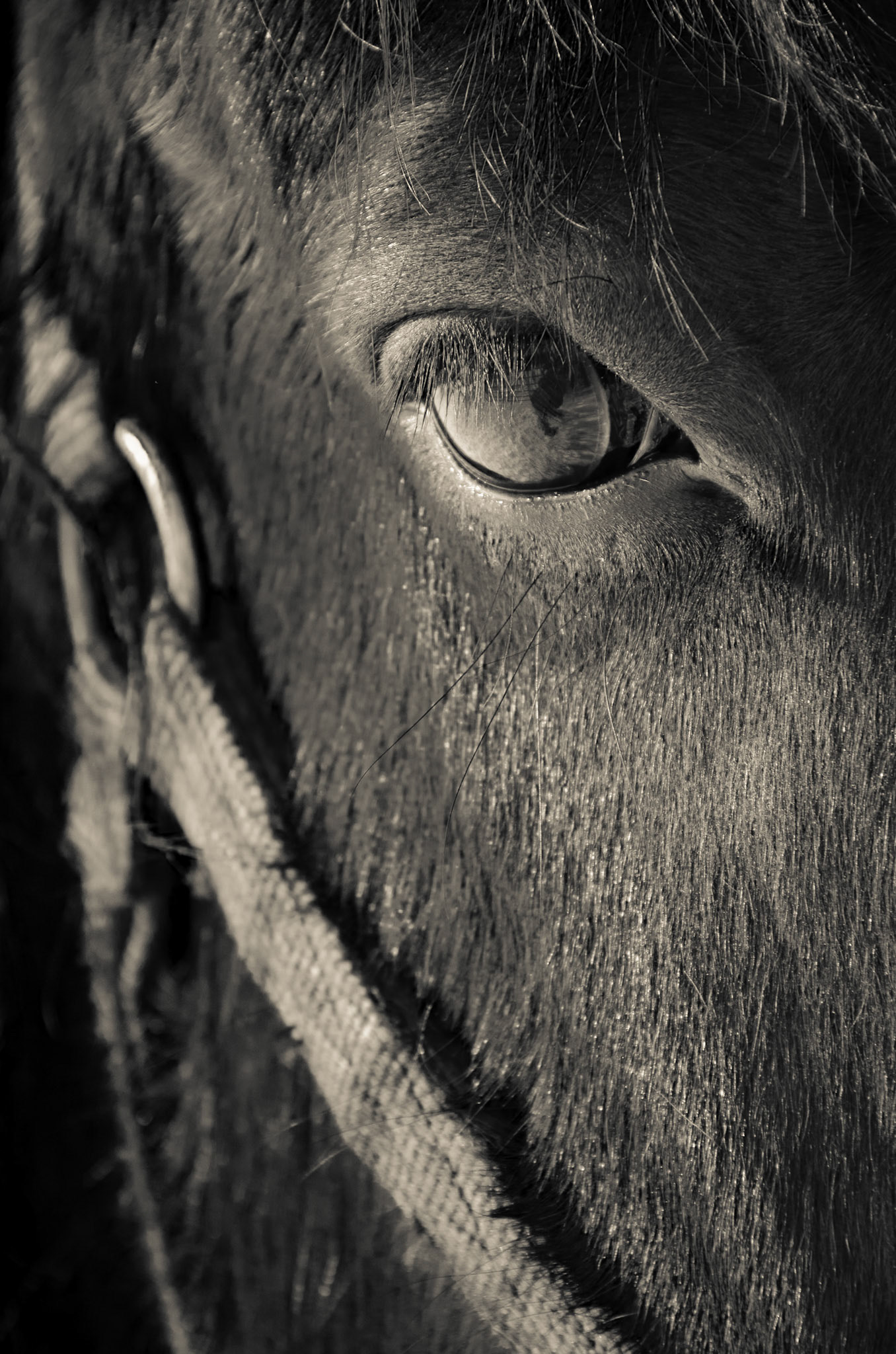 Ferdinand