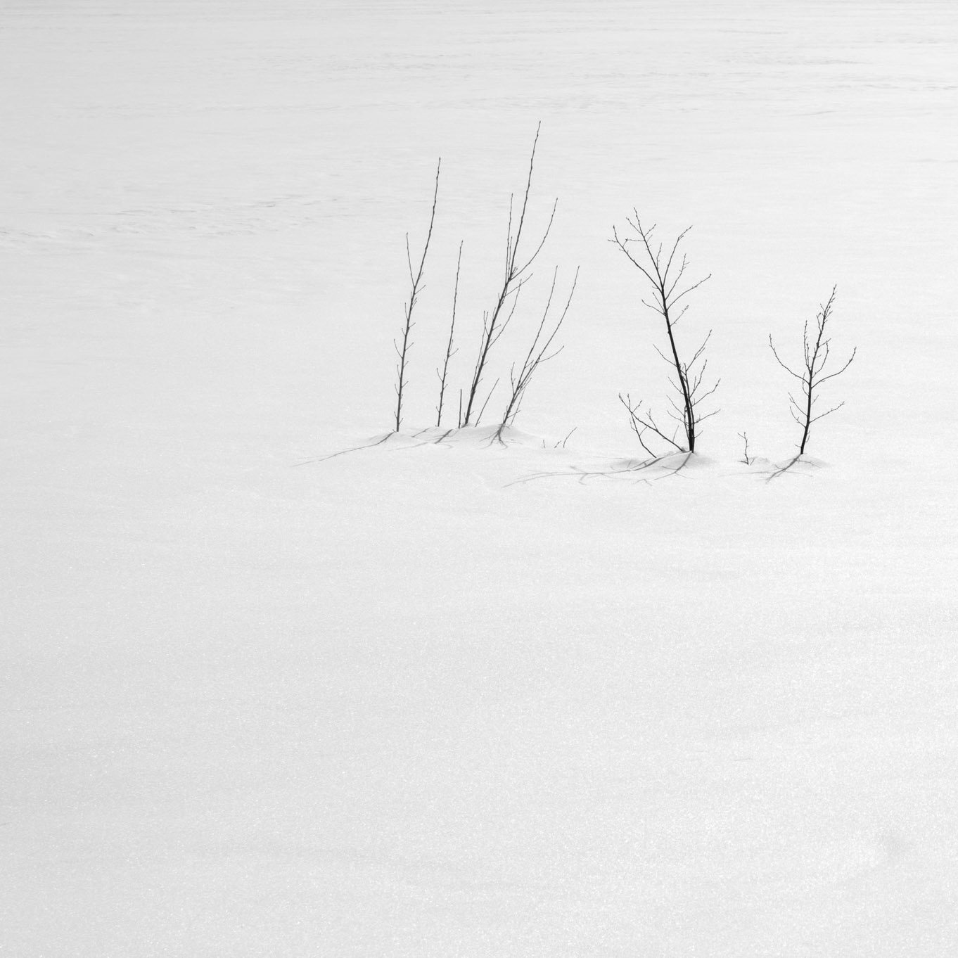 A few bare shrubs rise from untouched snow. Their delicate shadows create an almost abstract landscape, where silence and light become the only reference points.  Tags  winter, snow, minimalism, landscape, black and white, trees, shadows, silence, abstraction, fine art photography, fine art, contemplation