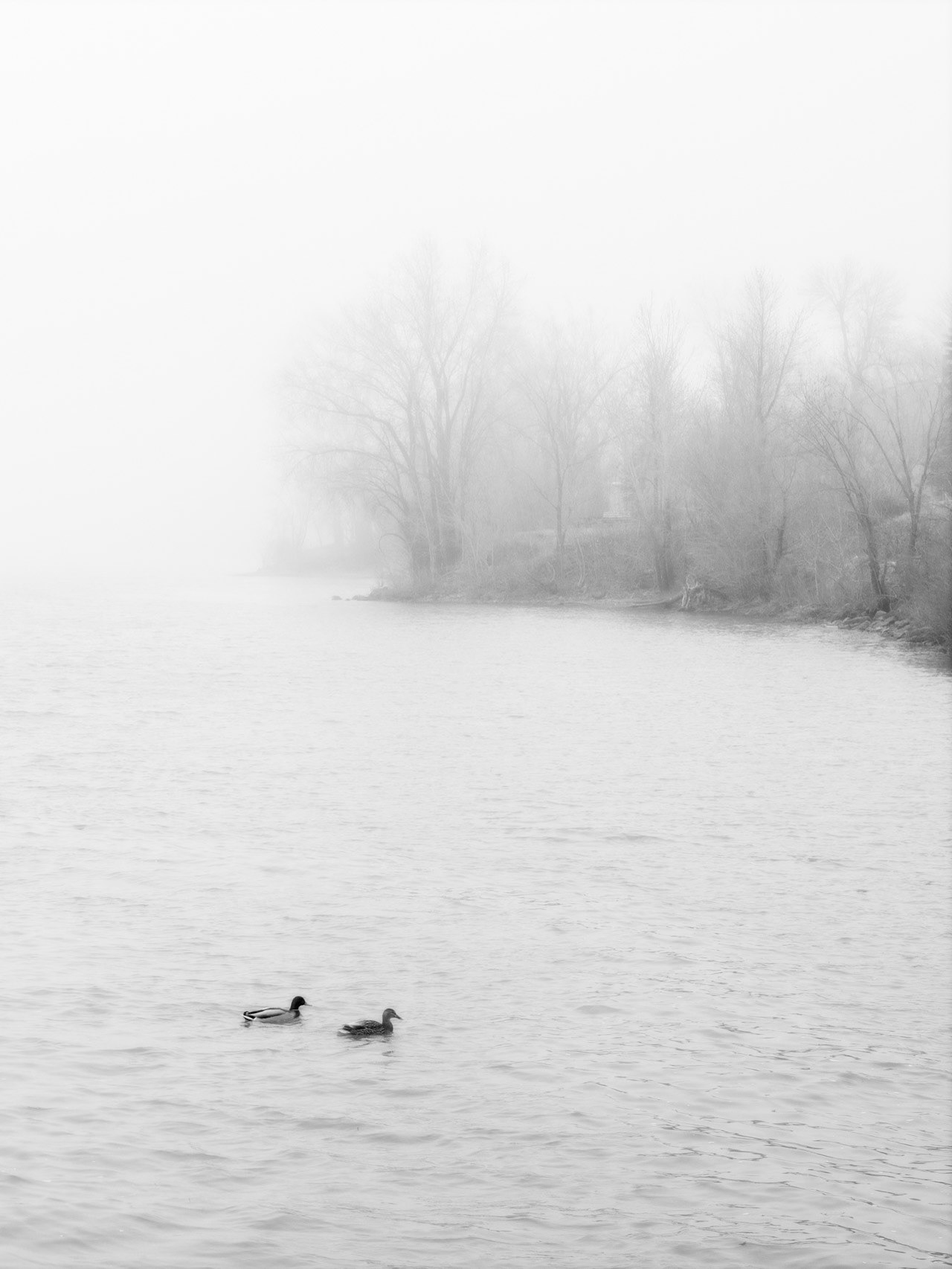 Tranquil Misty Morning