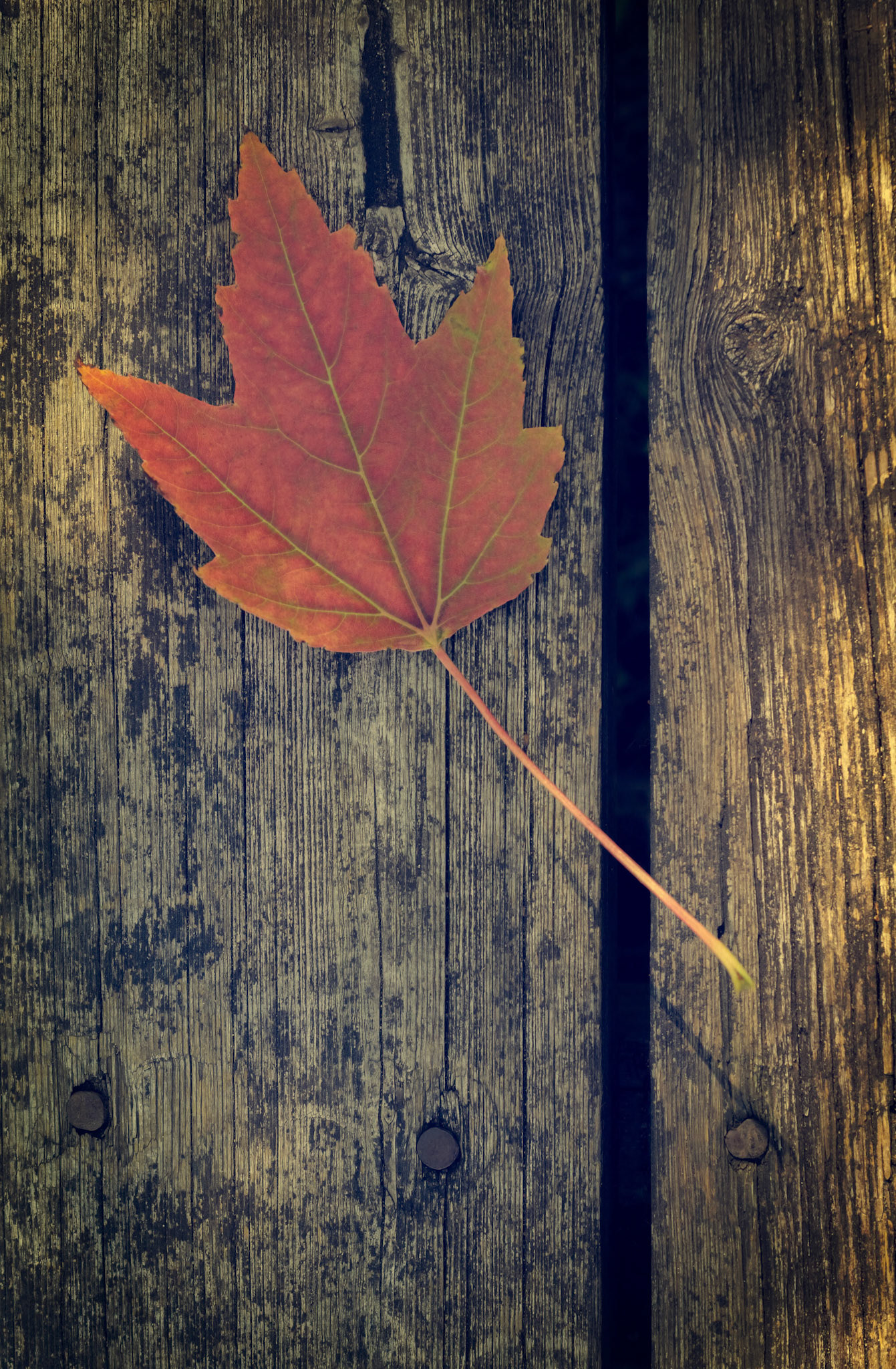Close Up of Maple Leaf on Planks in Autumn - Vintage Style