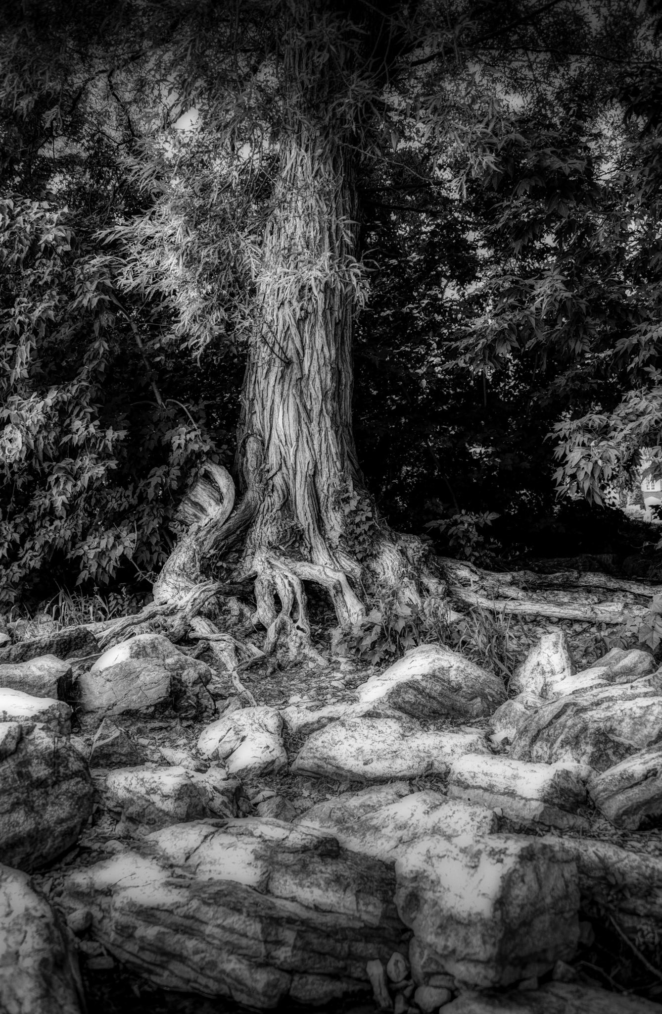 An old tree rises among stones, its gnarled roots gripping the ground with quiet strength. A still presence, almost watchful, where time appears layered and settled.  Tags  tree, roots, black and white, nature, silence, strength, time, grounding, texture, fine art photography, contemplation, Sopitef