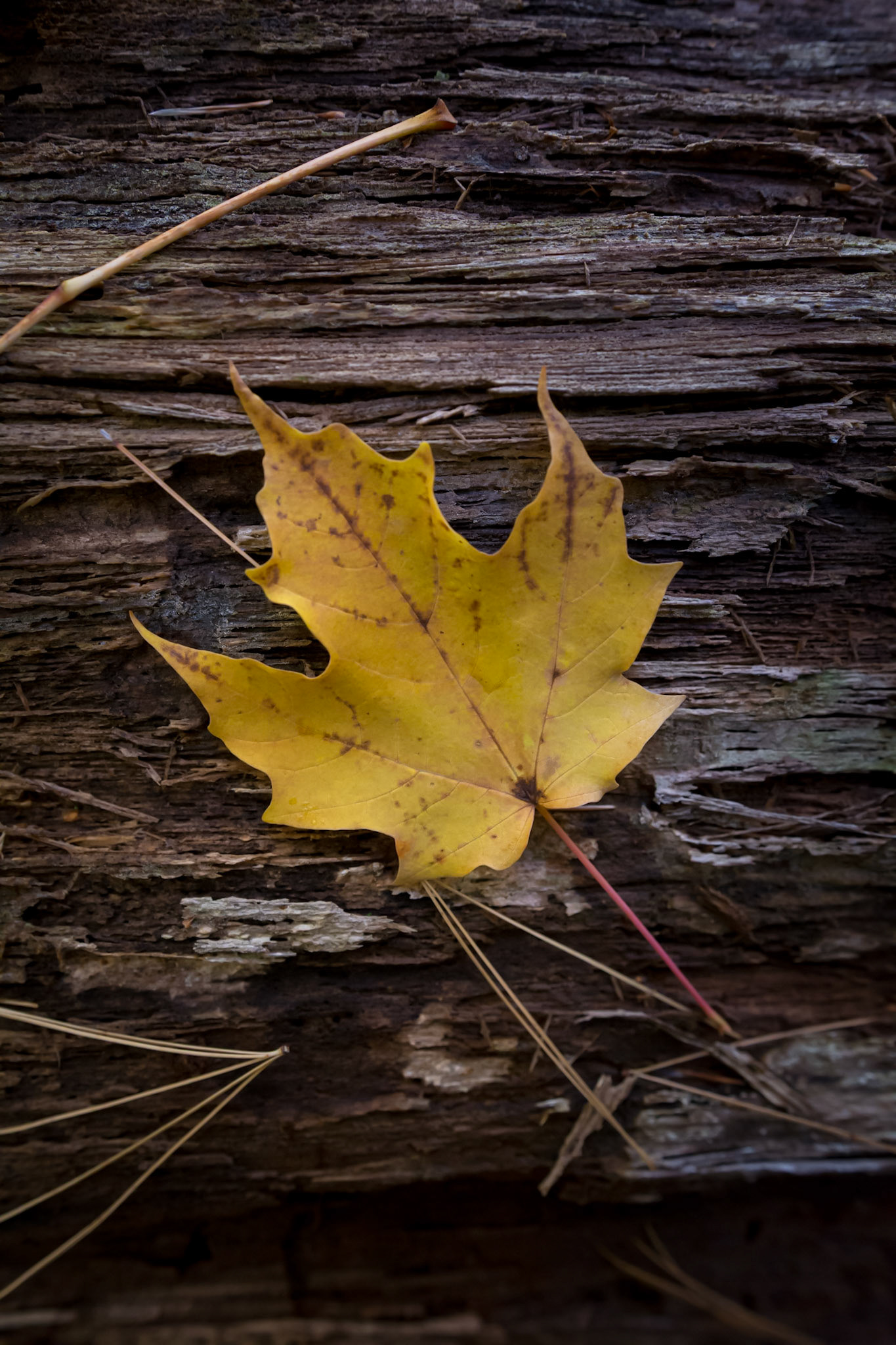 Yellow autumn leaf on log with pine needles.