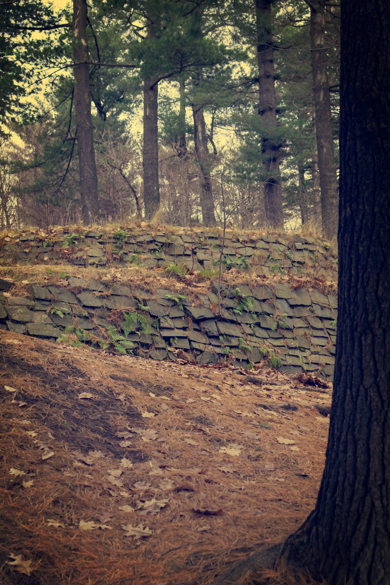 Old Stones Wall in the Forest in Autumn – Vintage Style