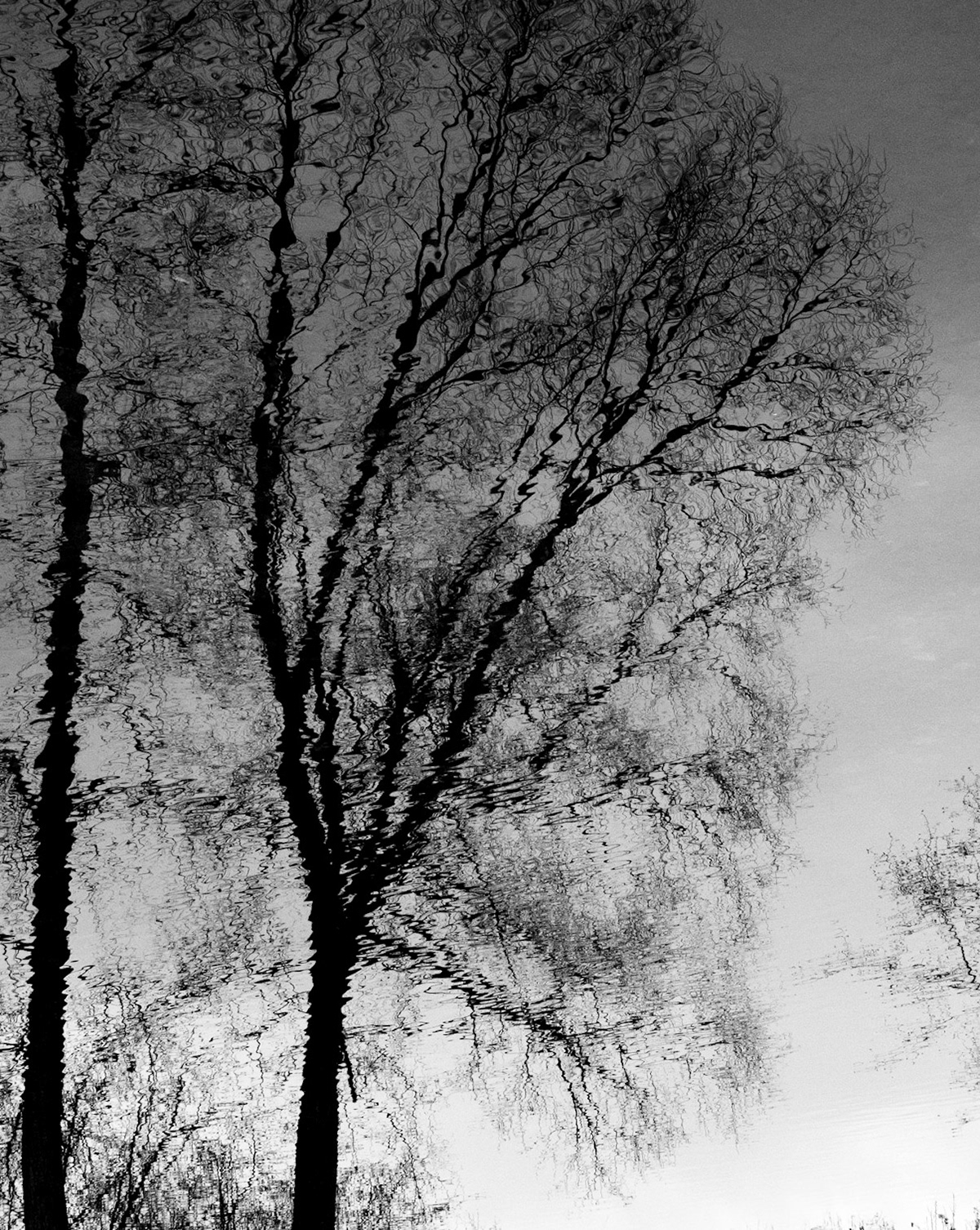 Silent Reflections