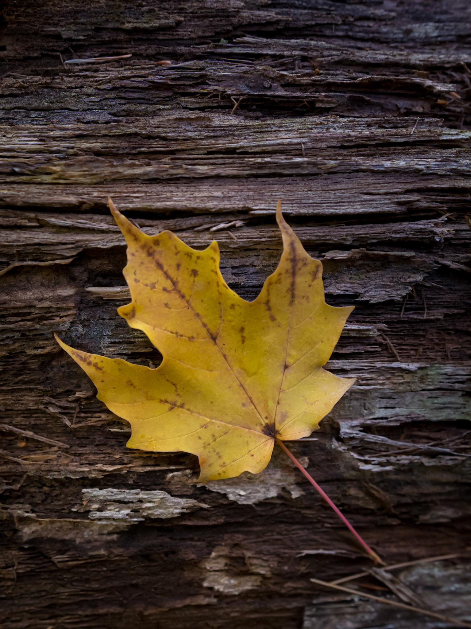 Yellow autumn leaf on log with pine needles.