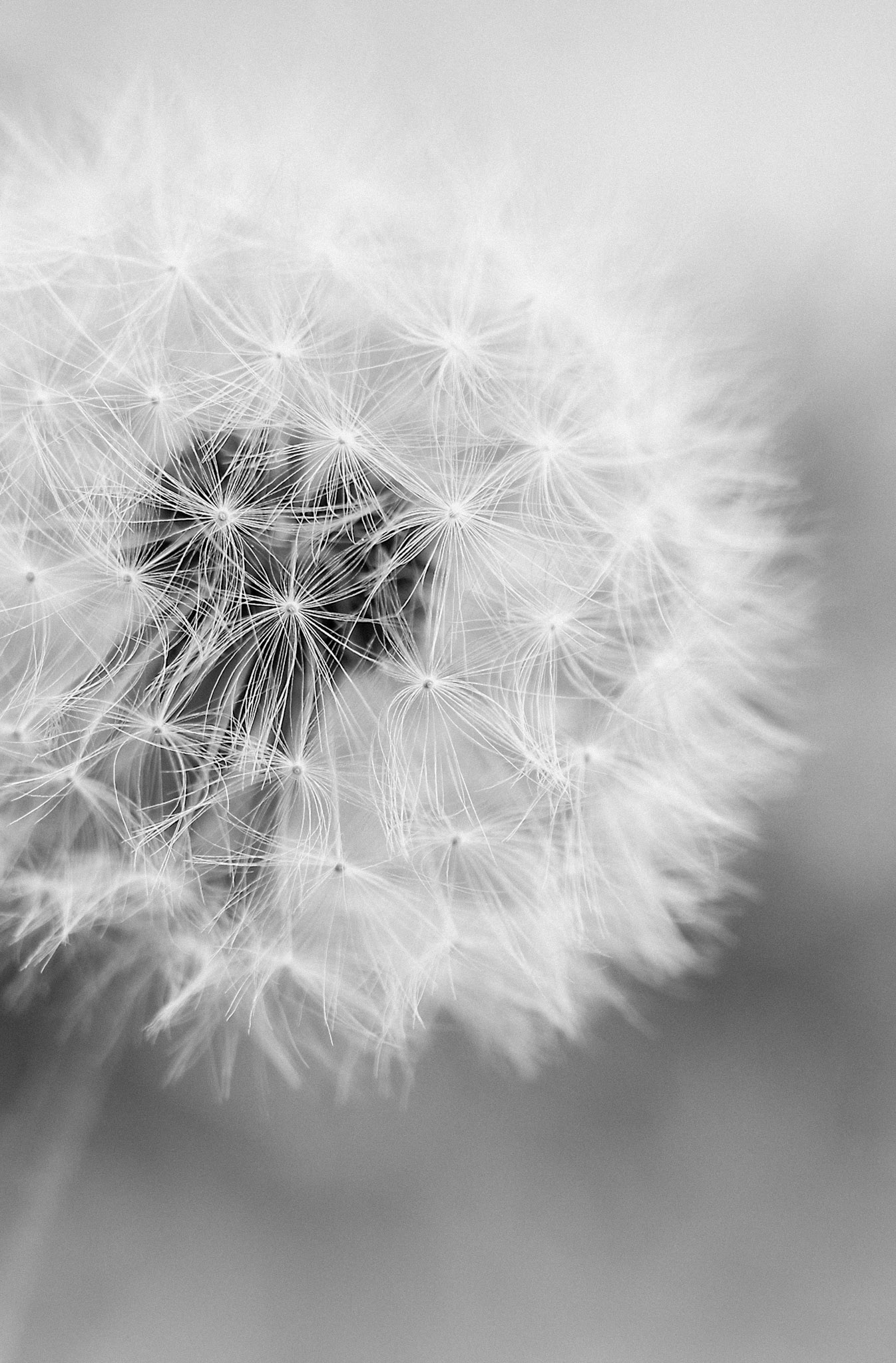 Dandelion Dream