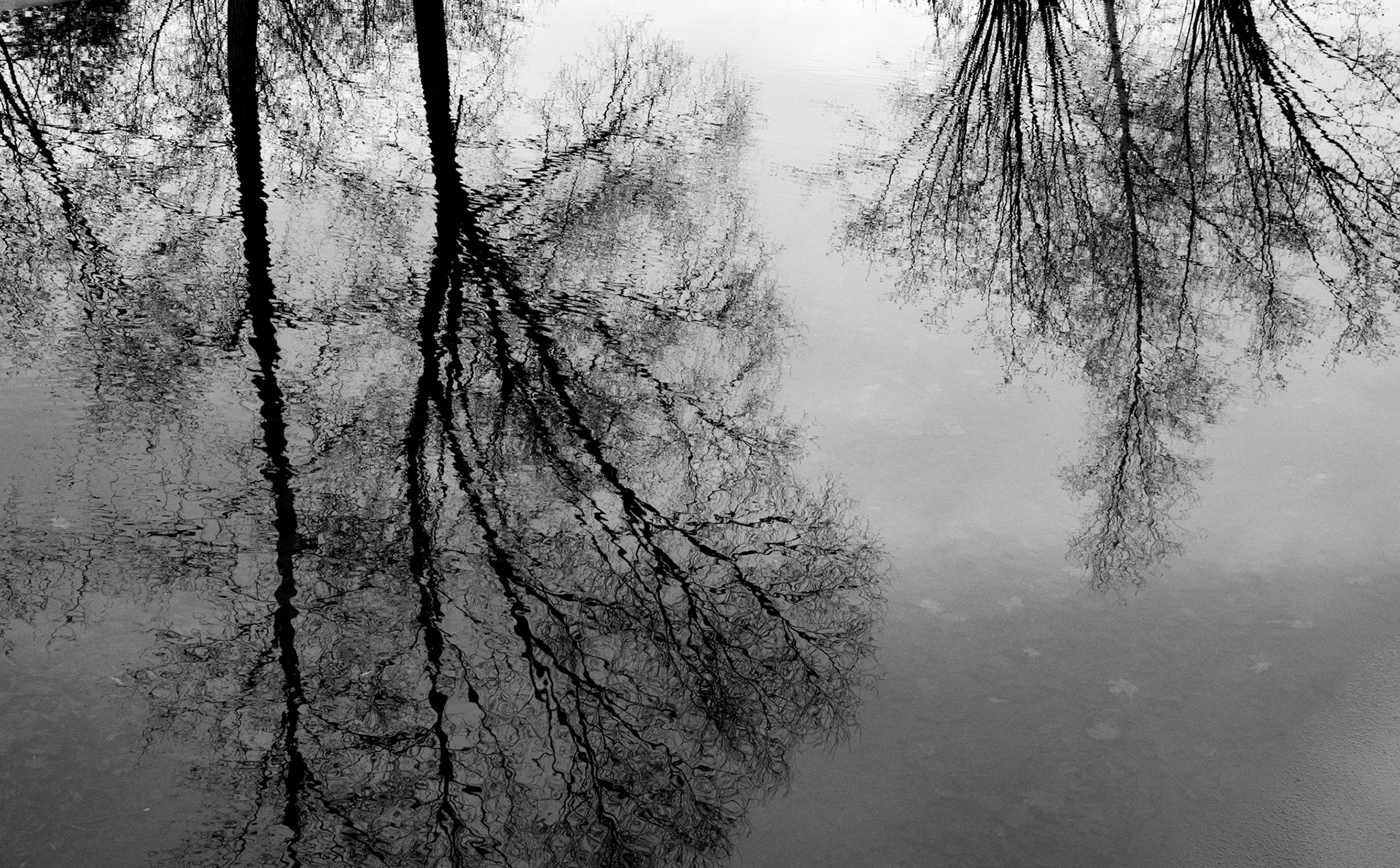 Silent Reflections