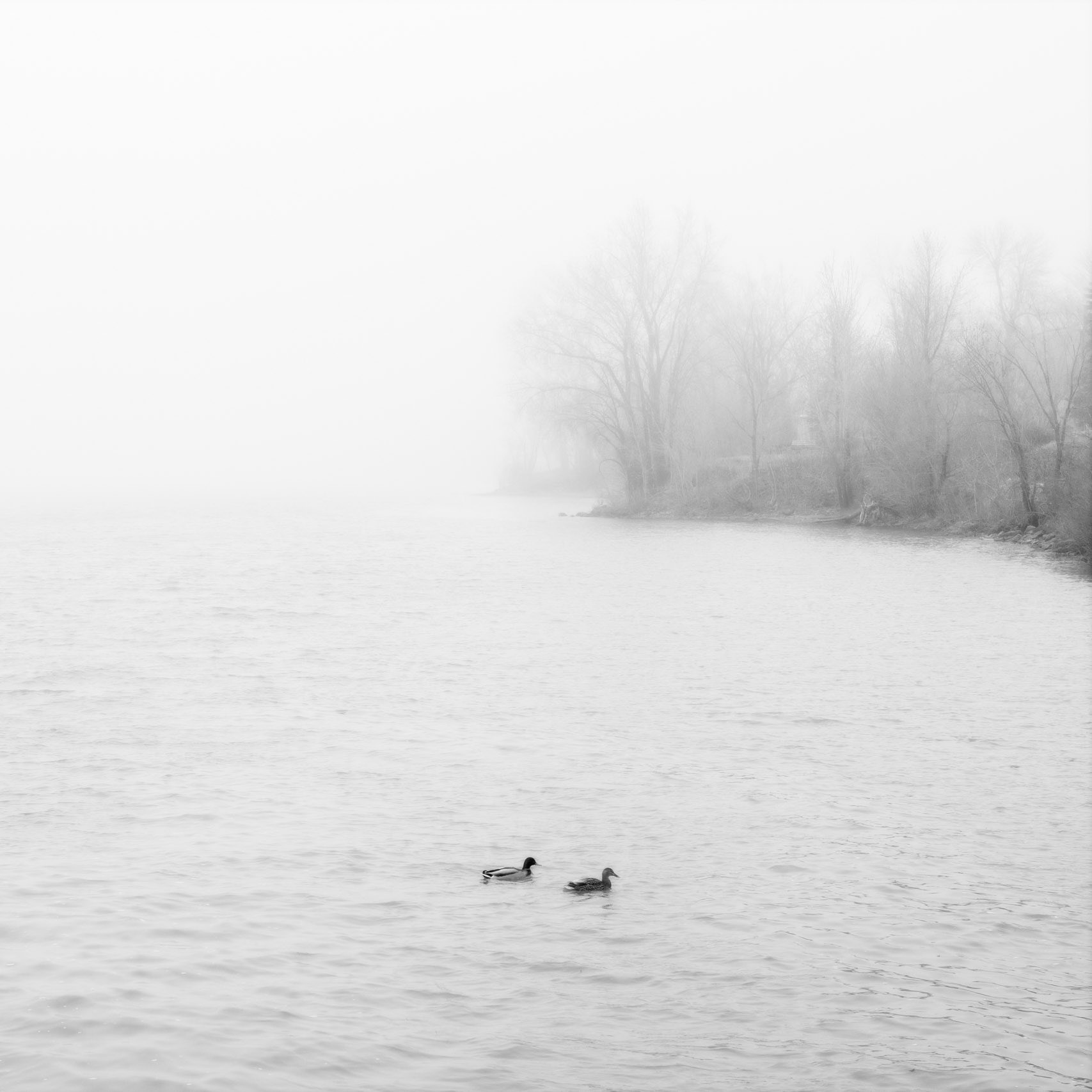 Tranquil Misty Morning
