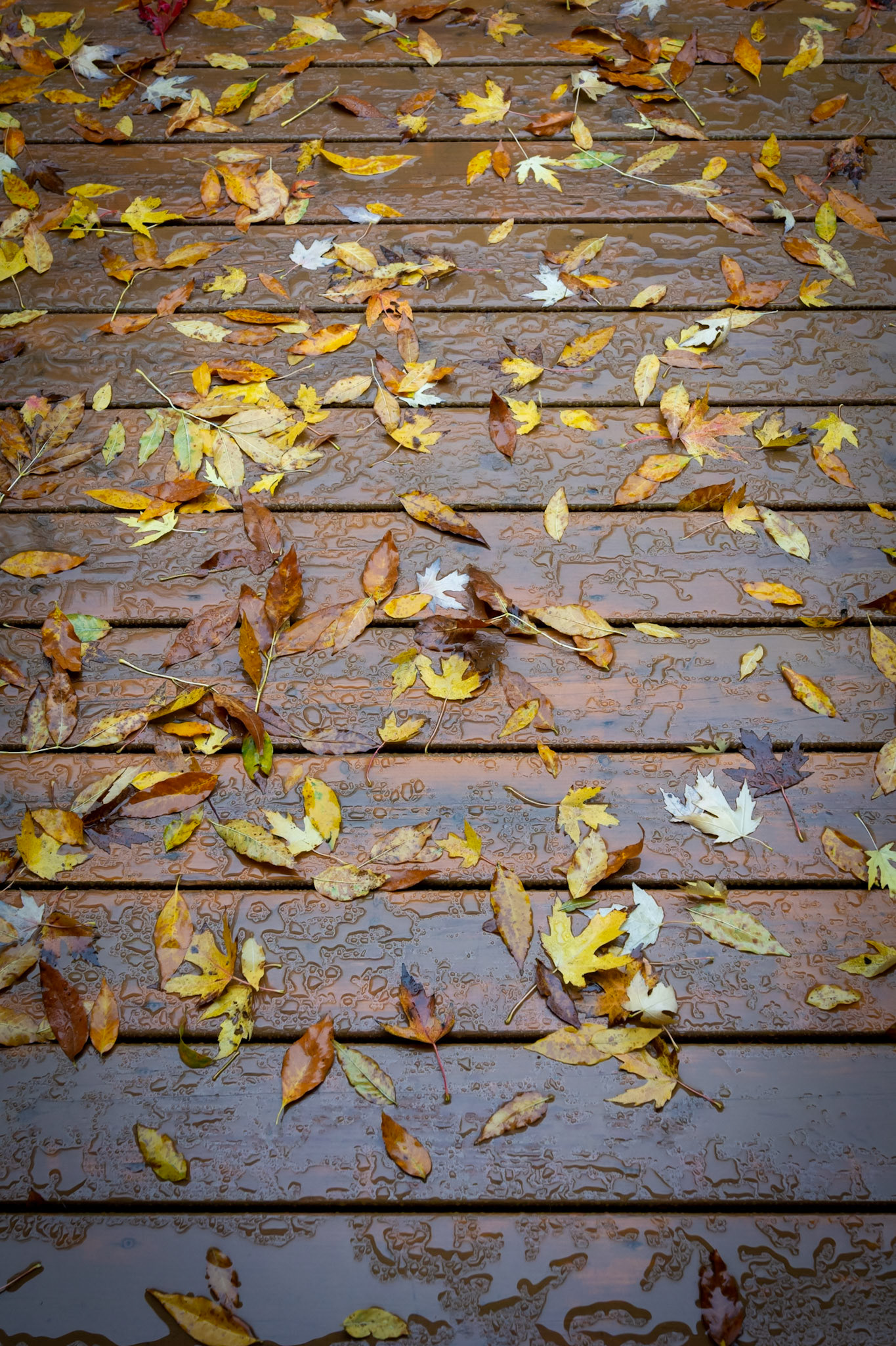 Autumn leaves on wet planks.