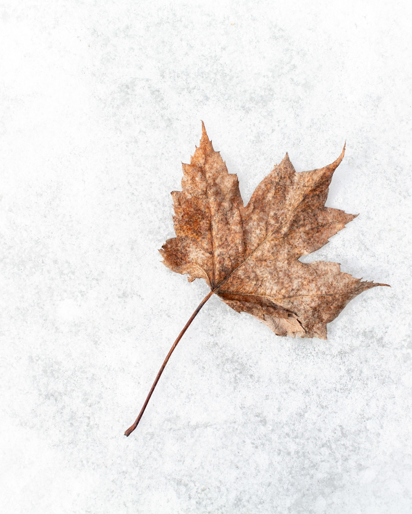 a,ice, winter, nature, snow, background, maple, cold, leaf, season, tree, dry, fall, white, frost, seasonal, frozen, weather, closeup, beautiful, macro, outdoor, brown, cool, single, natural, texture, beauty, color, colorful, detail, foliage, outdoors, textured, concept, leaves, ground, design, snowy, november, pattern, dead, frosty, maple leaf, environment, minimalism, close up, freeze, canada