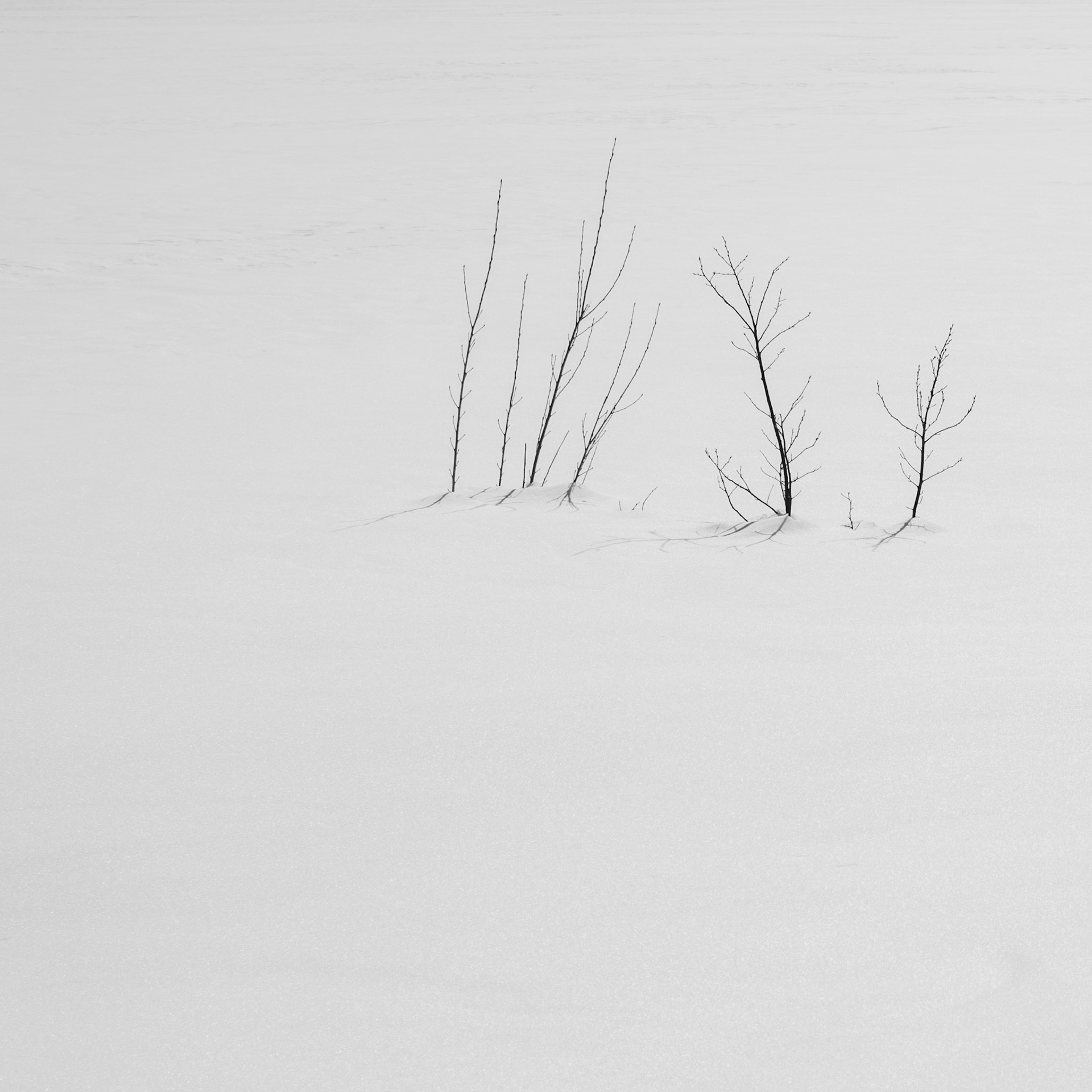 A few bare shrubs rise from untouched snow. Their delicate shadows create an almost abstract landscape, where silence and light become the only reference points.  Tags  winter, snow, minimalism, landscape, black and white, trees, shadows, silence, abstraction, fine art photography, fine art, contemplation