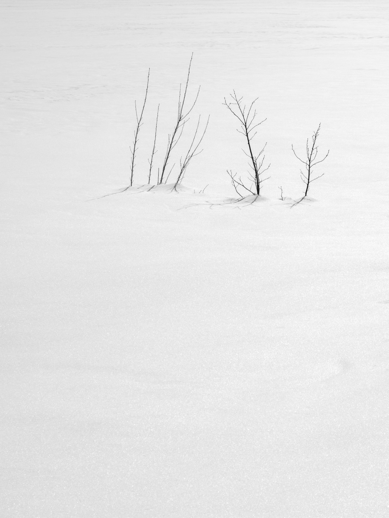 A few bare shrubs rise from untouched snow. Their delicate shadows create an almost abstract landscape, where silence and light become the only reference points.  Tags  winter, snow, minimalism, landscape, black and white, trees, shadows, silence, abstraction, fine art photography, fine art, contemplation