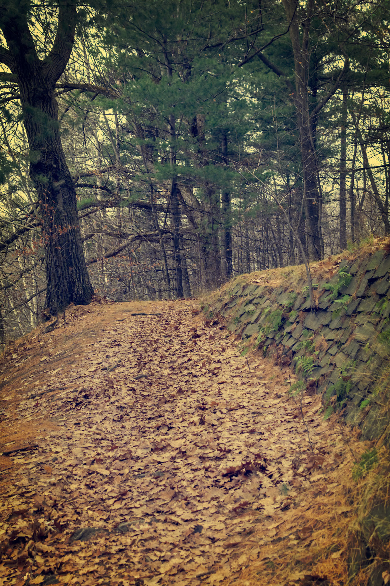 Old Stones Wall in the Forest in Autumn – Vintage Style