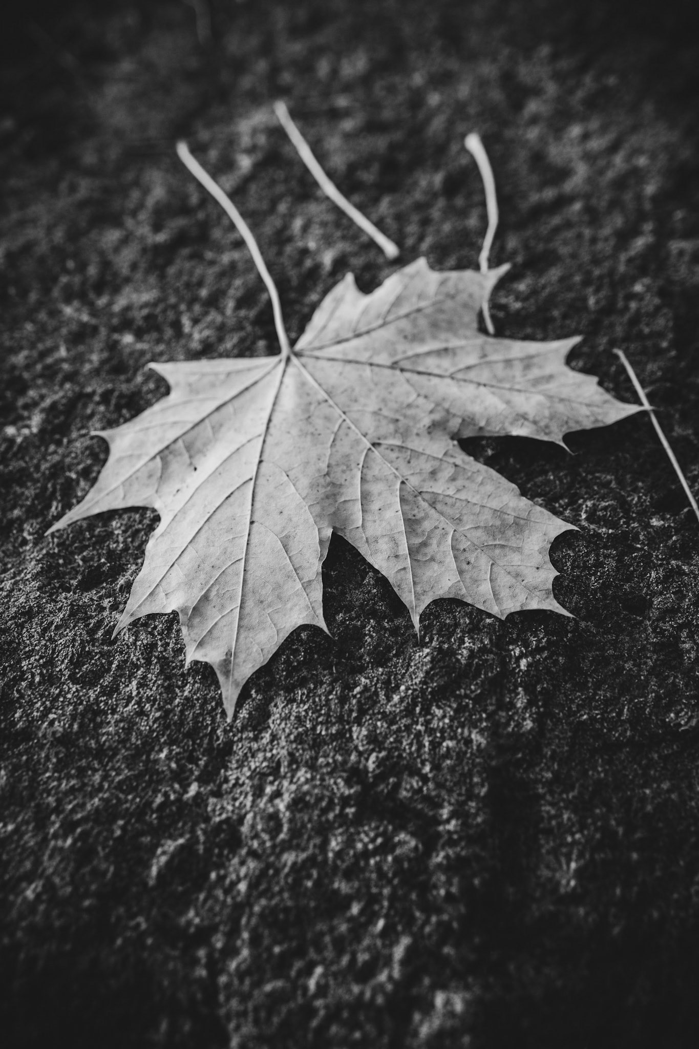 Yellow autumn maple leaf on a rock.