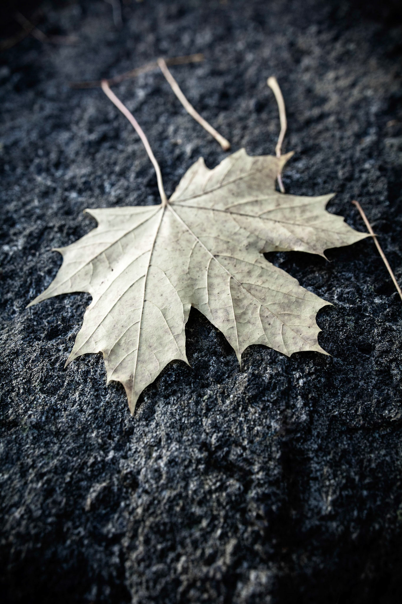 Yellow autumn maple leaf on a rock.