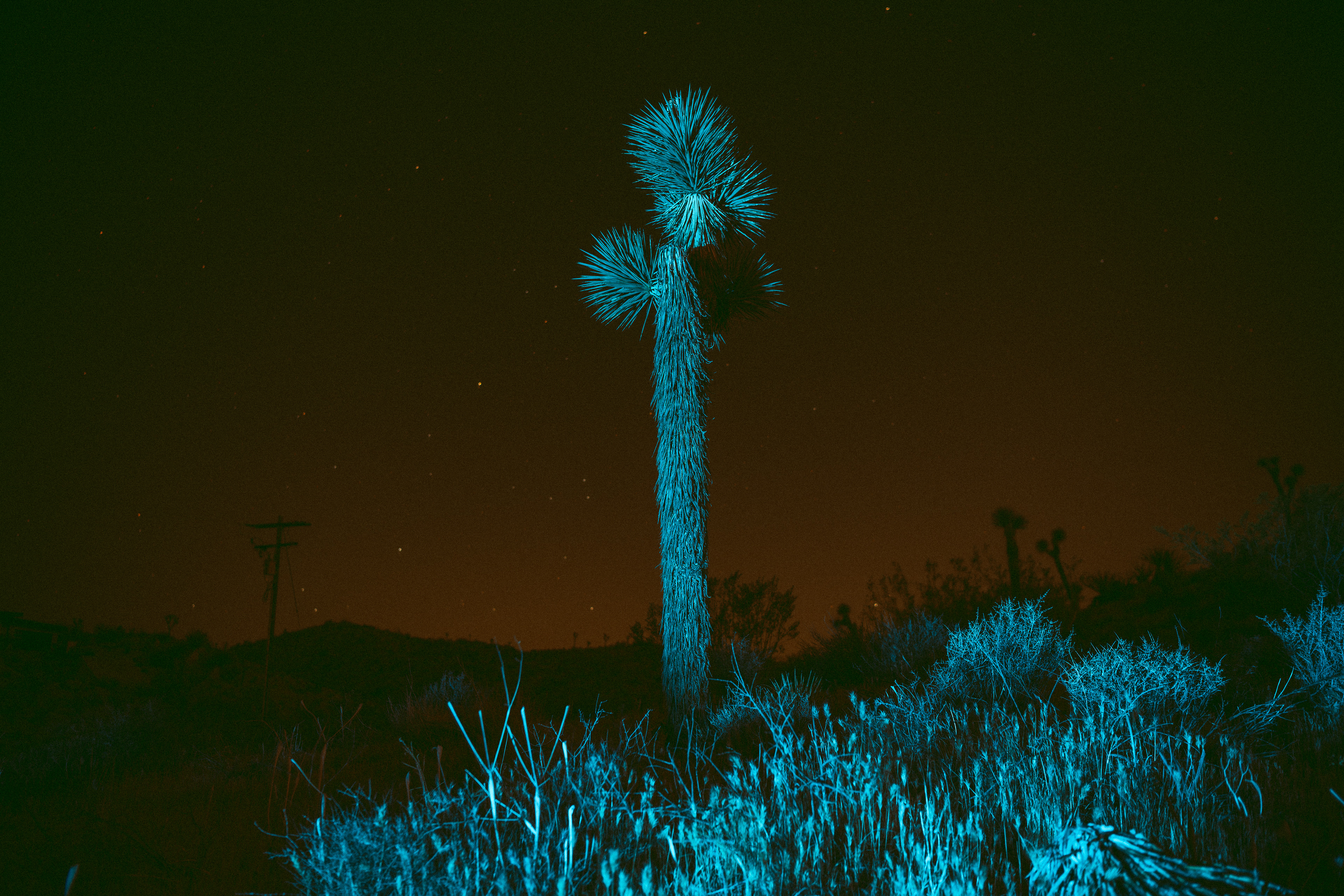 Joshua Tree, CA