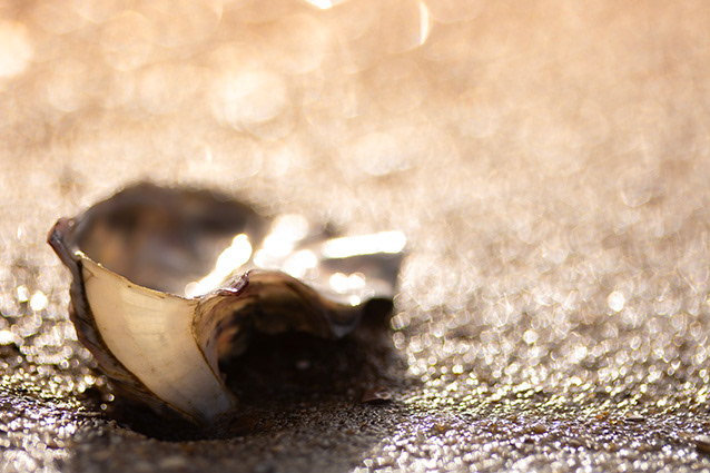 Strand Wemeldinge macro opname.