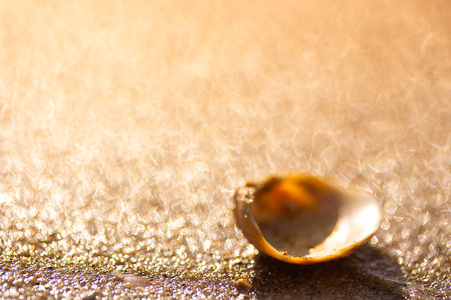 Strand Wemeldinge macro opname.