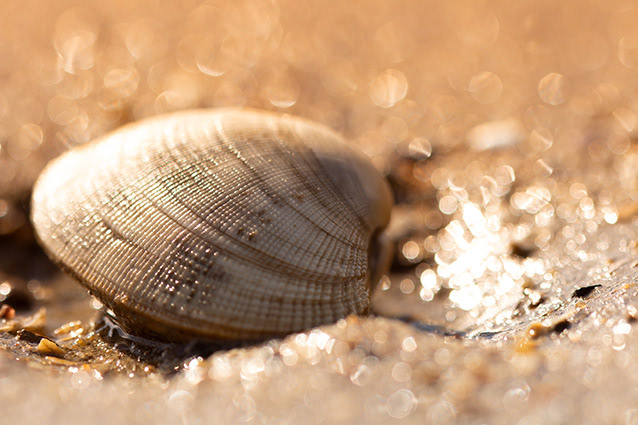 Strand Wemeldinge macro opname.