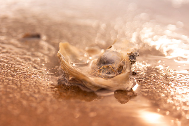 Strand Wemeldinge macro opname.
