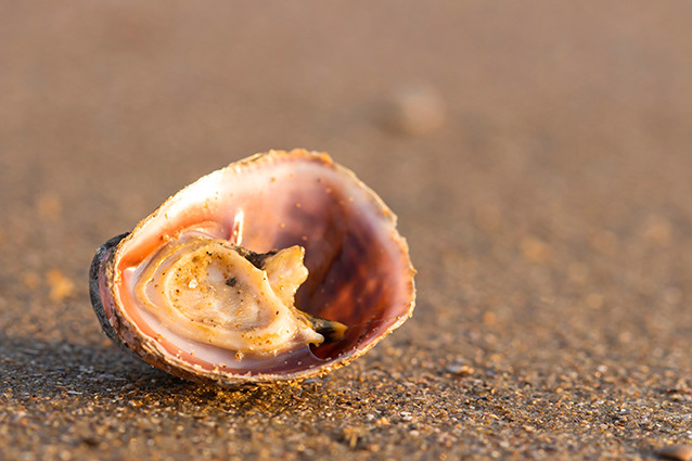 Strand Wemeldinge macro opname.