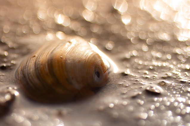 Strand Wemeldinge macro opname.