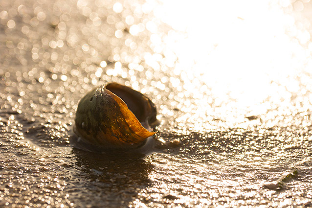 Strand Wemeldinge macro opname.