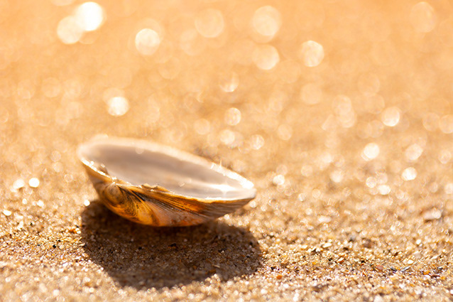 Strand Wemeldinge macro opname.