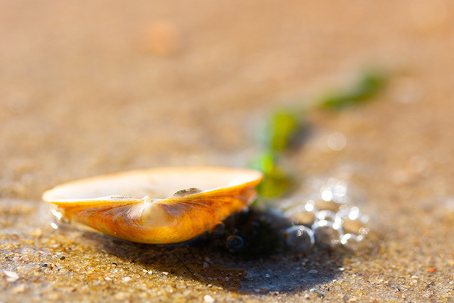 Strand Wemeldinge macro opname.