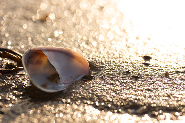 Strand Wemeldinge macro opname.