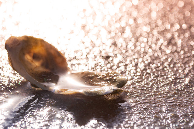 Strand Wemeldinge macro opname.