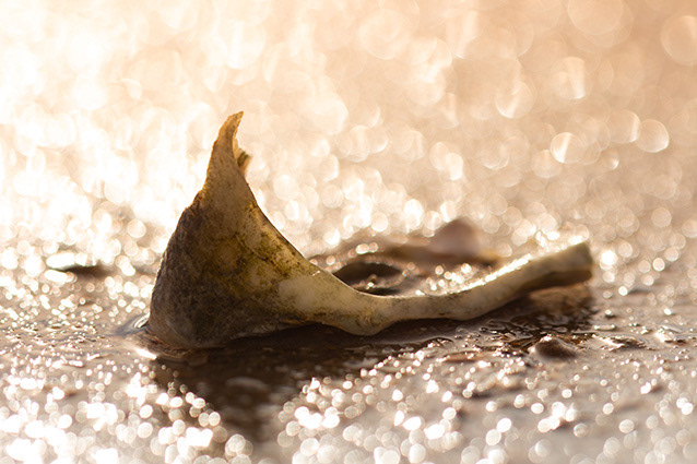 Strand Wemeldinge macro opname.